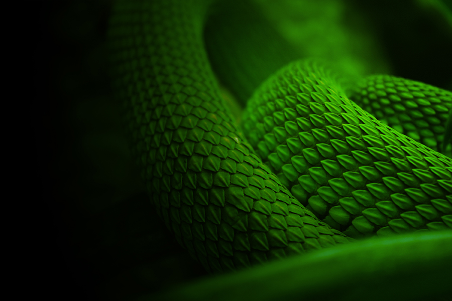 close up of scales on a snake