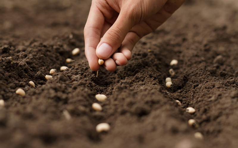 hand planting seeds